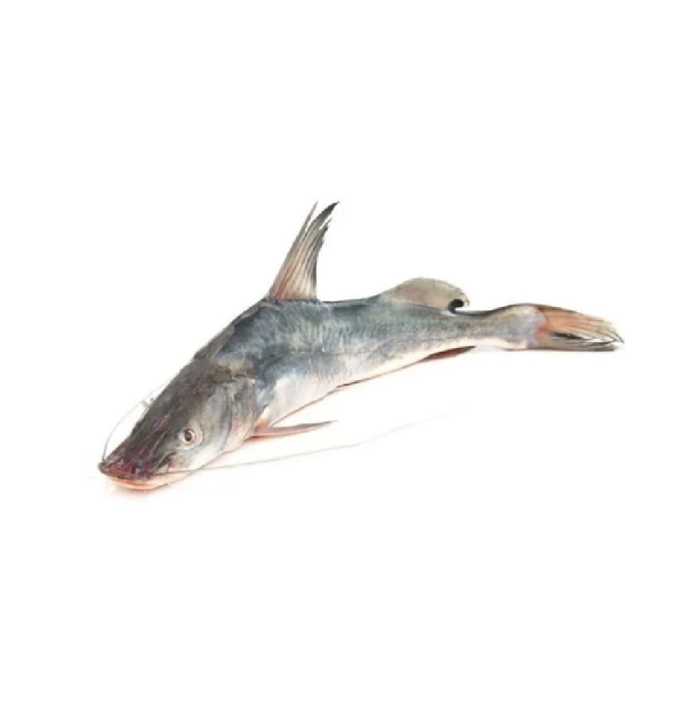 Arh Fish