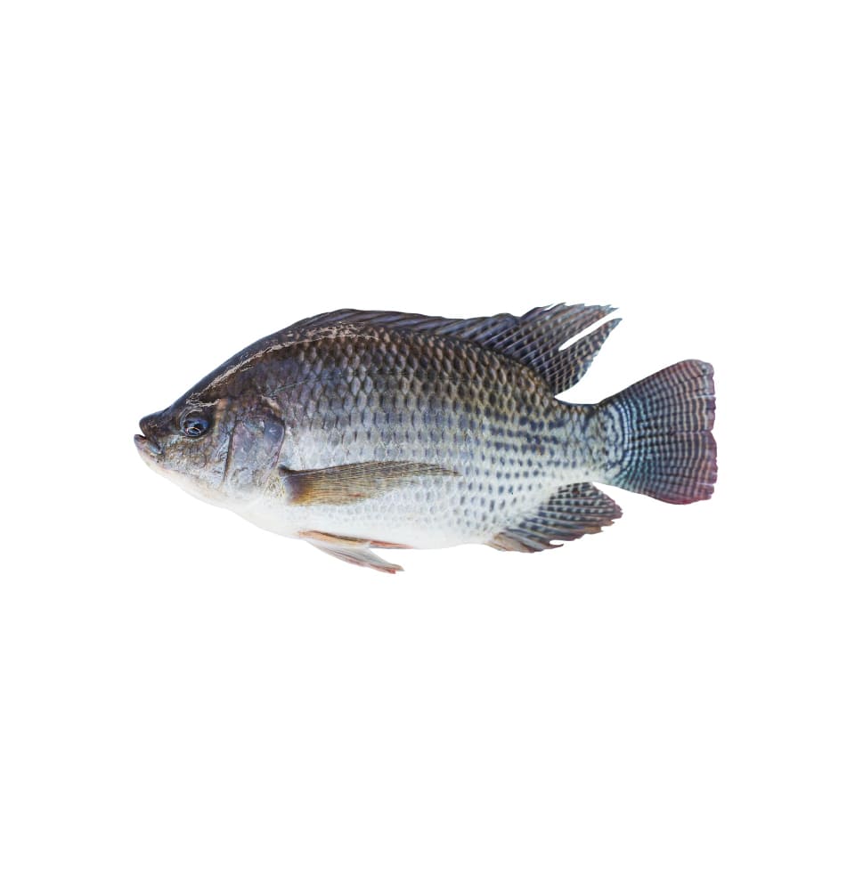 Telapia Fish