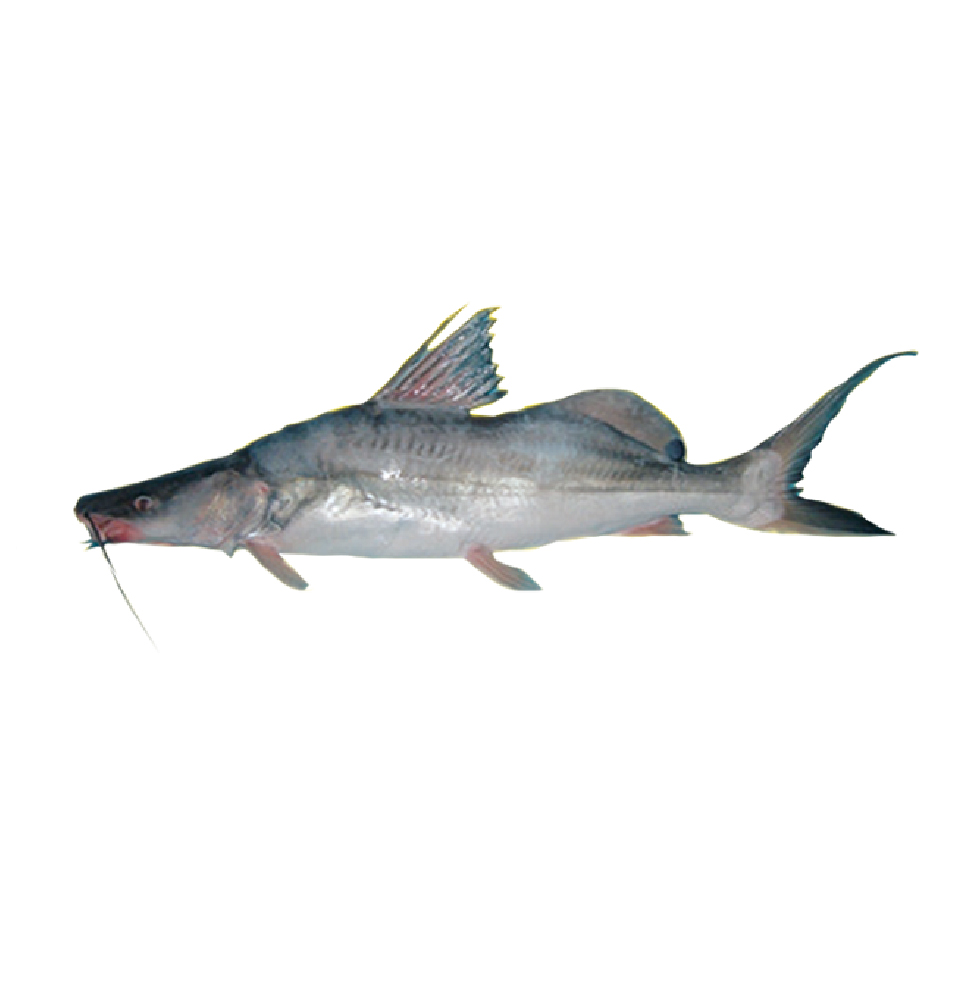 aar fish-04