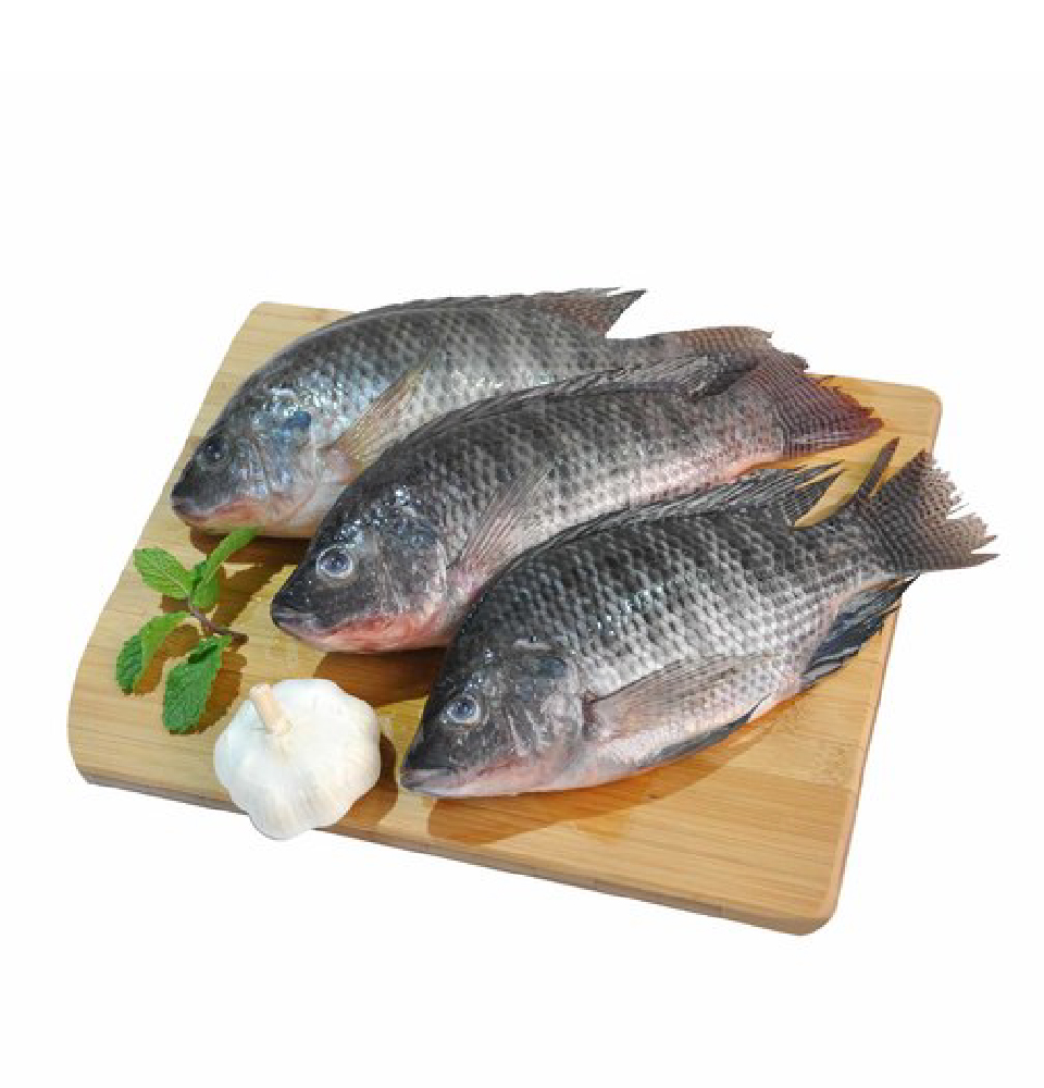 telapia-01
