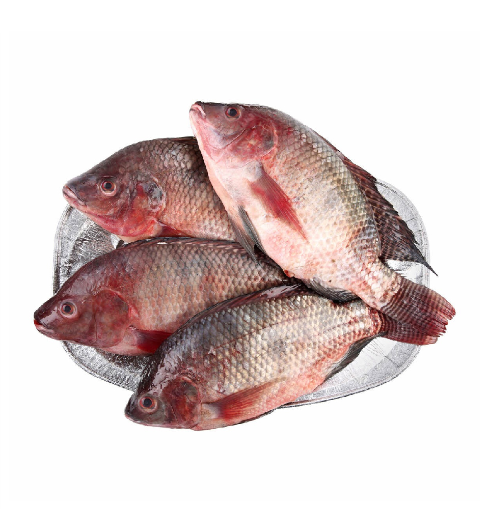 telapia-02