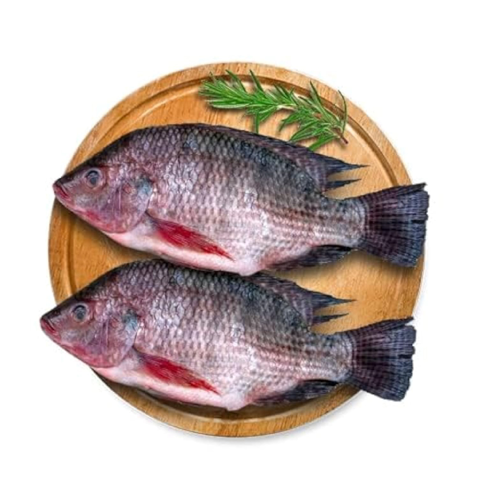telapia-03