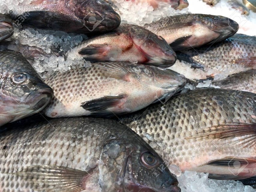 telapia 1.1